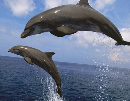 Érdekességek a delfinek
