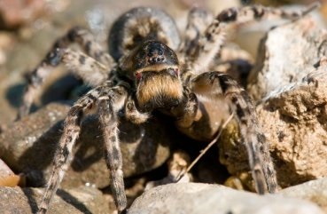 Érdekes tények tarantellák arról, hogy a hosszú élettartam, a jó modor és (tarantellák) Érdekes tények tarantellák arról, hogy a hosszú élettartam, a jó modor és több