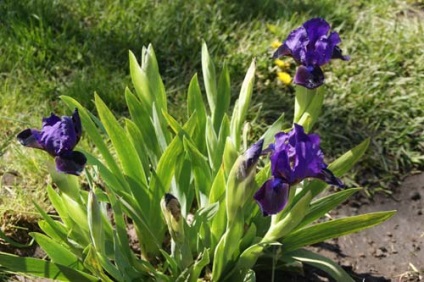 Iris ültetés és gondozás, a fajok és fajták, fotók