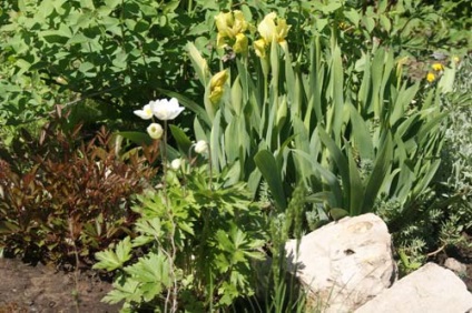 Iris ültetés és gondozás, a fajok és fajták, fotók