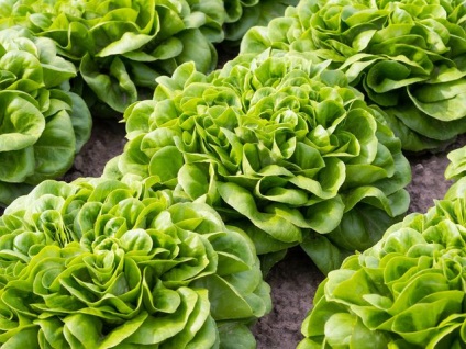 Milyen zöldségeket lehet termesztett otthon, a hivatalos honlapján receptek Julia Vysotsky