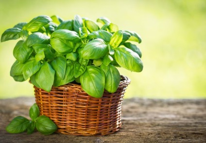 Milyen zöldségeket lehet termesztett otthon, a hivatalos honlapján receptek Julia Vysotsky