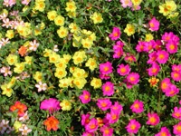 Milyen virágot ültetni májusban tippek a rugó virágágyások - virágok Uralsk
