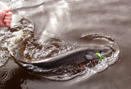 Hogyan és mikor hal csuka tavasszal -Hal -schuka -rybalka
