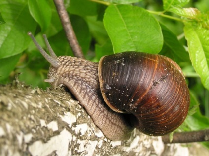 Egyes csigák lehet enni - ehető faj csigák - élelmiszer