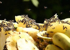 Hogyan lehet megszabadulni a szúnyogok a konyhában gyümölcs hasznos ajánlásokat háziasszonyok