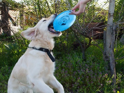 Hogyan kell tanítani a kutyát, hogy elkapjon egy Frisbee - vripmaster