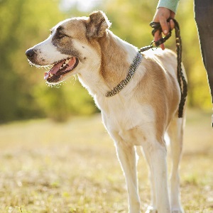 Hogyan kell tanítani a kutyát sétálni pórázon és közeli nélküle