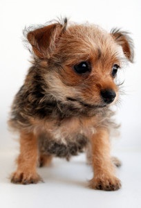 Hogyan lehet megkülönböztetni egy kereszt között egy Chihuahua, decordog