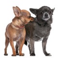 Hogyan lehet megkülönböztetni egy kereszt között egy Chihuahua, decordog