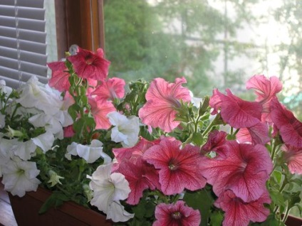 Hogyan növény petúnia az erkély vagy loggia ellátás és termesztés, fotók