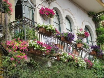 Hogyan növény petúnia az erkély vagy loggia ellátás és termesztés, fotók