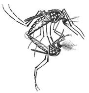 Hogyan szaporodnak a szúnyogok, szúnyogok