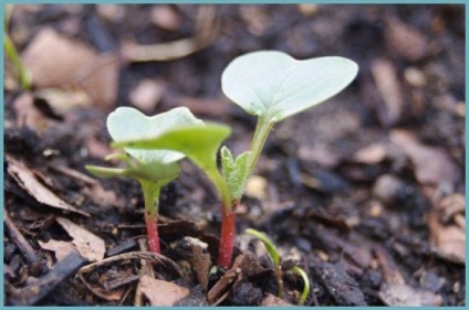 Hogyan növény retek a nyílt terepen, ültetés és gondozás, termesztés és fajták retek fotó