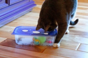 Hogyan készítsünk egy játék macskáknak saját kezűleg - olcsó és egyszerű étel puzzle