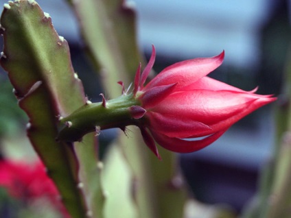 Cactus Epiphyllum - otthoni gondozást, fotó Epiphyllum, a fajok és tenyésztési Epiphyllum