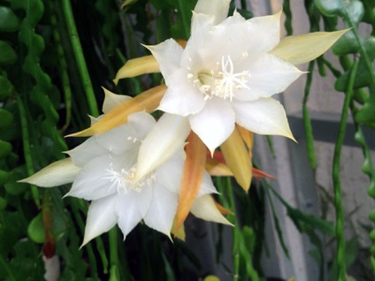 Cactus Epiphyllum - otthoni gondozást, fotó Epiphyllum, a fajok és tenyésztési Epiphyllum