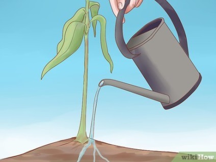 Hogyan növekszik a mag egy mangó