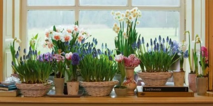 Hogyan növekszik nárcisz március 8-án otthon, ötletek otthoni és kerti