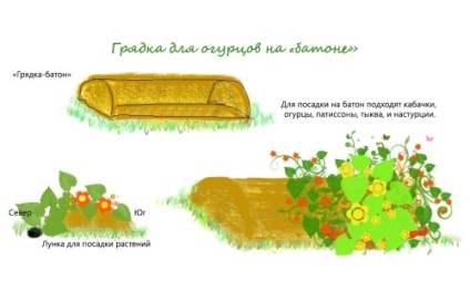 Hogyan növekszik uborka vetőmag kiválasztása, elrendezése ágy, ültetés és smink