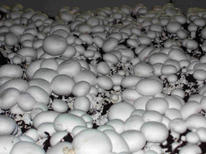Mivel a gombák nőnek egy üvegházban komposztáló, főleg növények és gondozás, védelem