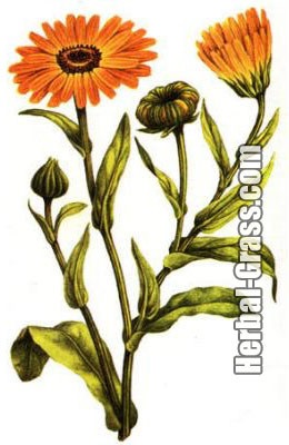 Calendula officinalis - gyógyszer tulajdonságait, ellenjavallatok, kezelés