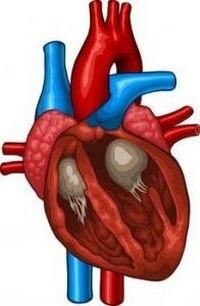 A kardiomiopátia -, hogy ez a tünetek és a kezelés kardiomiopátia felnőttek és gyermekek - Egészségügyi információ