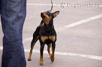 Törpe pinscher (Miniature Pinscher) tenyészteni leírás, a természet, az ár - az életem