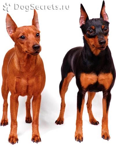 Kis méretű kutyafajták fotókkal, nevekkel és a karakter jellemzőivel
