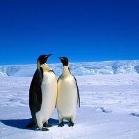 До чого сняться пінгвіни