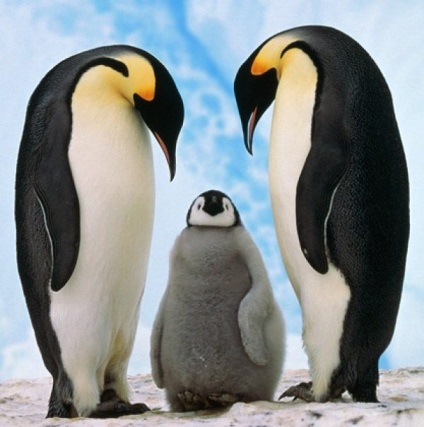 До чого сняться пінгвіни жінці і не тільки