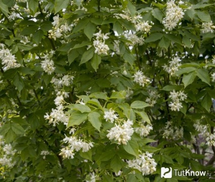 Staphyleapinnata colchica készítmény, kalória, jó, receptek