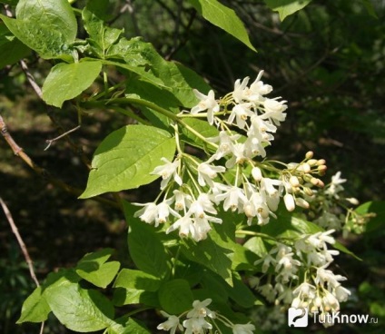 Staphyleapinnata colchica készítmény, kalória, jó, receptek