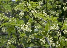 Staphyleapinnata colchica készítmény, kalória, jó, receptek