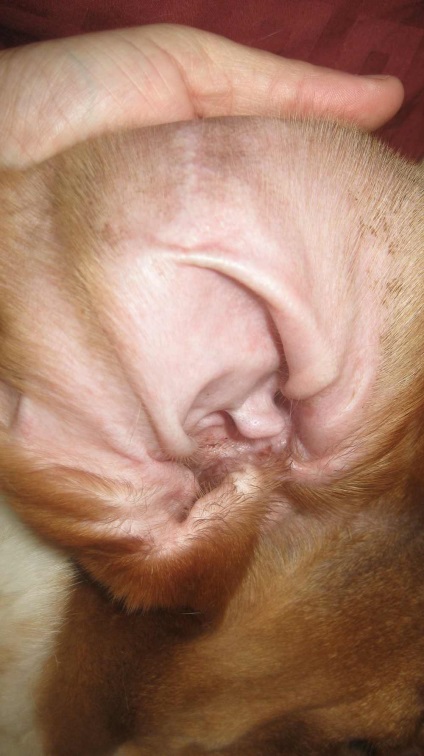 Fül atka kutyáknál -simptomy, fotók és otthoni kezelés