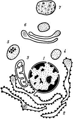 Cell - elemi biológiai rendszerben (rendszer) Cell - elemi biológiai rendszerben