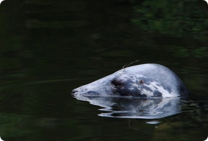 Gyűrűsfóka, gyűrűs tömítés és a gyűrűs tömítés (lat