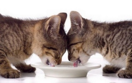 Élelmiszer válogatós macskáknak