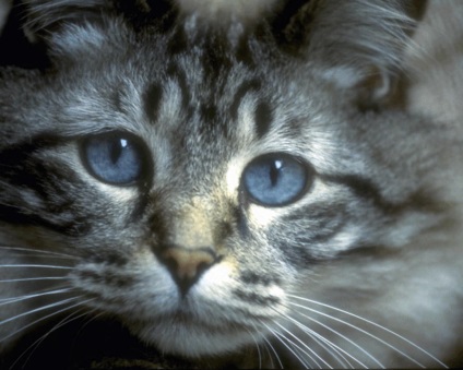 Cat története () macska története