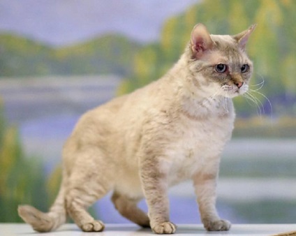 Кішка німецький рекс фото, опис породи