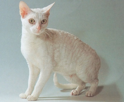 Кішка німецький рекс фото, опис породи