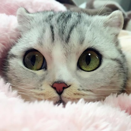 A macska, mint egy játék, hit az interneten a hatalmas szemek