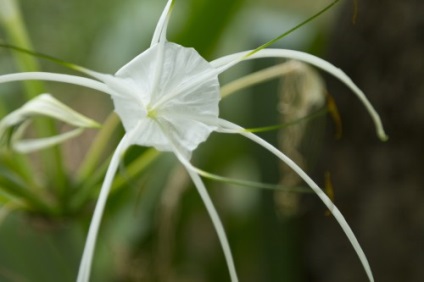 Crinum faj, otthoni gondozást, fénykép (ek) Crinum faj, otthoni gondozást, fotók