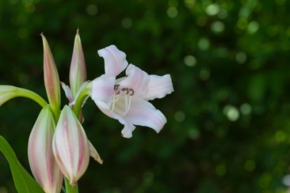 Crinum faj, otthoni gondozást, fotó (Crinum) Crinum faj, otthoni gondozást, fotók