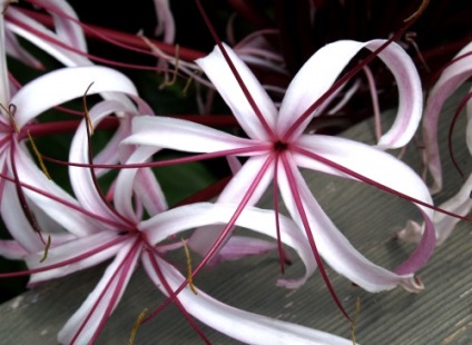Crinum faj, otthoni gondozást, fotó (Crinum) Crinum faj, otthoni gondozást, fotók