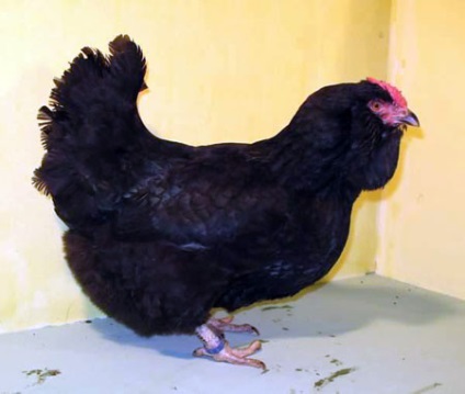 Breed csirkék - ukrán fülvédője, stroysad