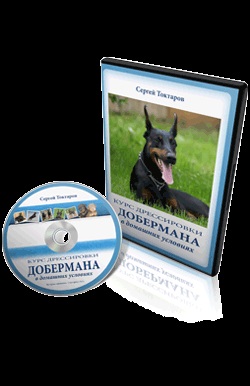 Doberman képzés otthon