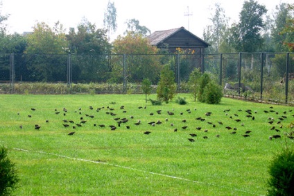 Táj, kutyák és más állatok a gyep