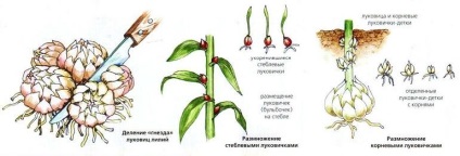 Lily ültetés és gondozás a nyílt terepen - nő finom szépsége a területen, szeretem a kertben