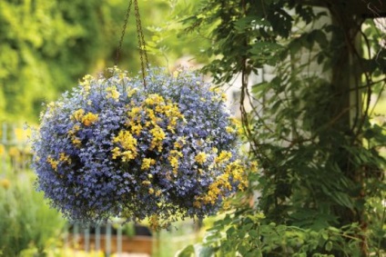 Lobelia hang-Downing fajták legjobb leírása és képek, növények és gondozás